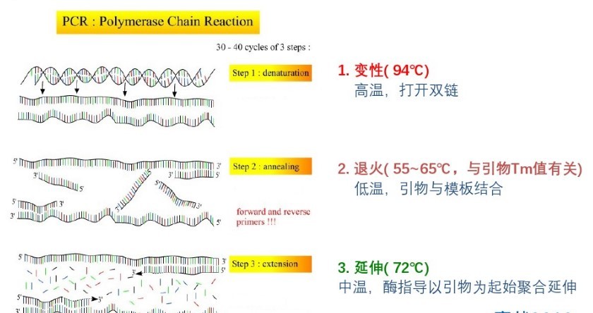 PCR实验室技术三个阶段